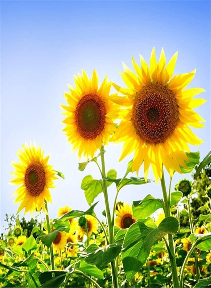 GGOOT Imported Sunflower Seeds Useful Collection Gift Seeds Home Garden Collection Outdoor Flower Seeds UK Enjoy Fun of Planting-200pcs - Image 2