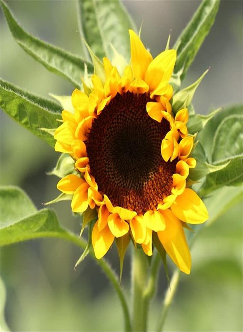 GGOOT Imported Sunflower Seeds Useful Collection Gift Seeds Home Garden Collection Outdoor Flower Seeds UK Enjoy Fun of Planting-200pcs - Image 1