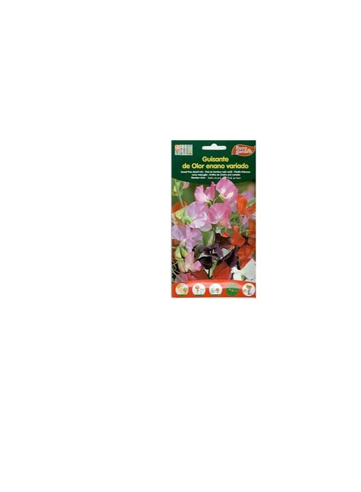 Euro Euro Garden Sweet Peas tall mix - Image 3