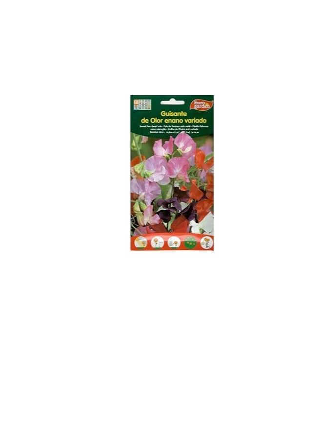 Euro Euro Garden Sweet Peas tall mix - Image 2