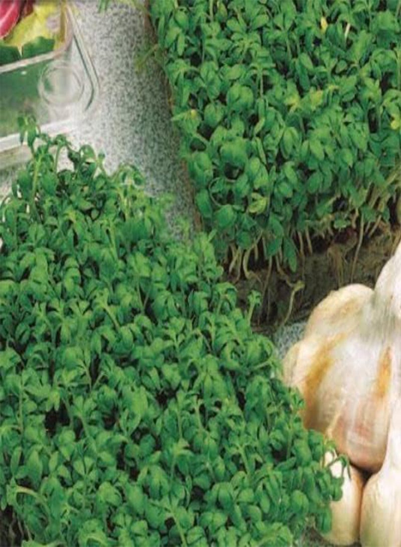 GGOOT 1225 Seeds of Cress Curled, Grow Your Own Vegetables Garden Treasures