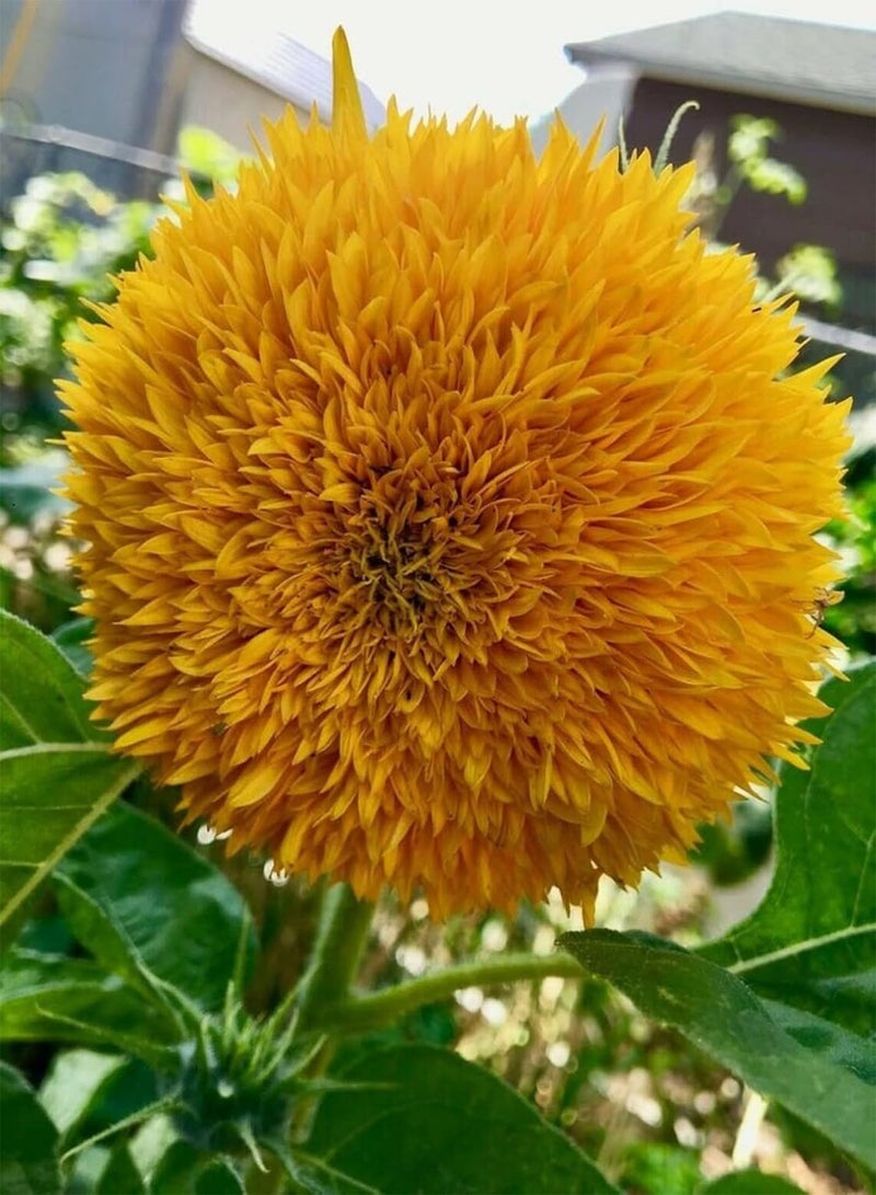GGOOT Dwarf Teddy Bear Sunflower 30+ Seeds - Image 2