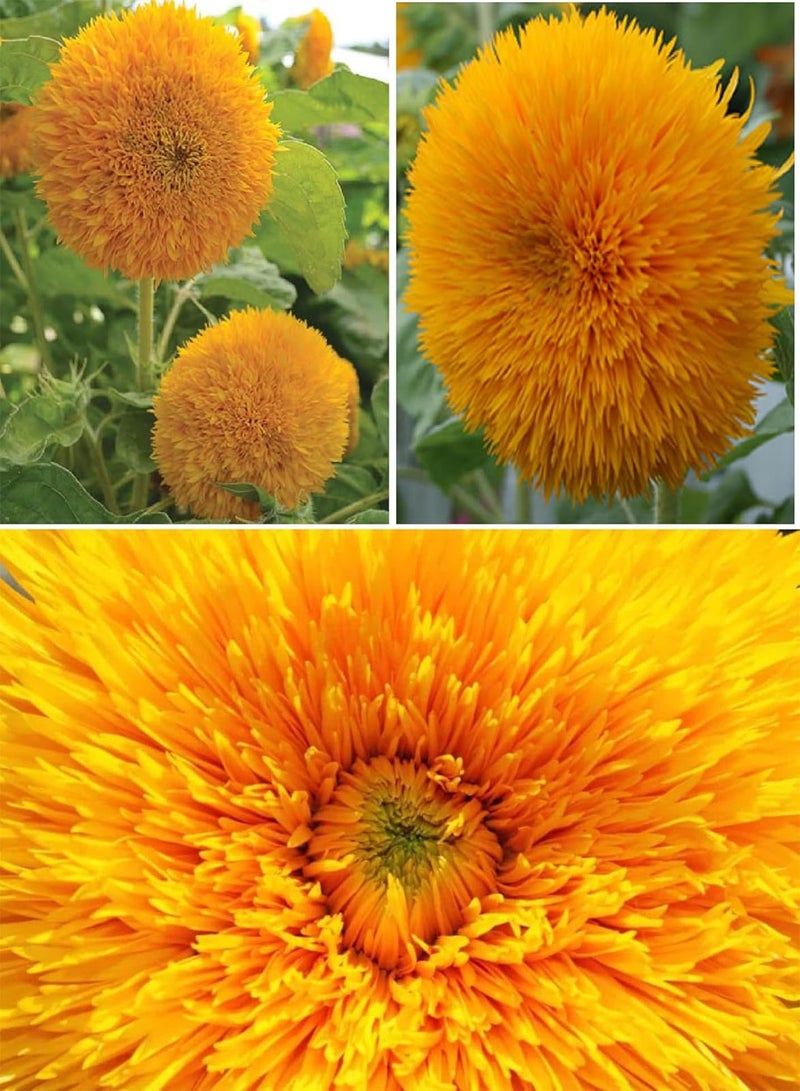 GGOOT Dwarf Teddy Bear Sunflower 30+ Seeds - Image 1