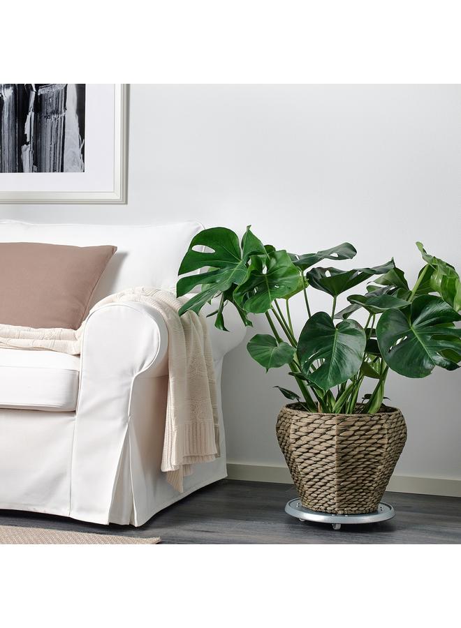 erorex Plant Pot, Water Hyacinth/Grey, 24 Cm - Image 2