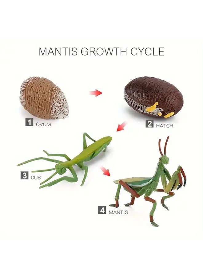 Life Cycle Growth Simulation Insect Model Toys 2430 Mantis Kindergarten Teaching Aid - Image 1
