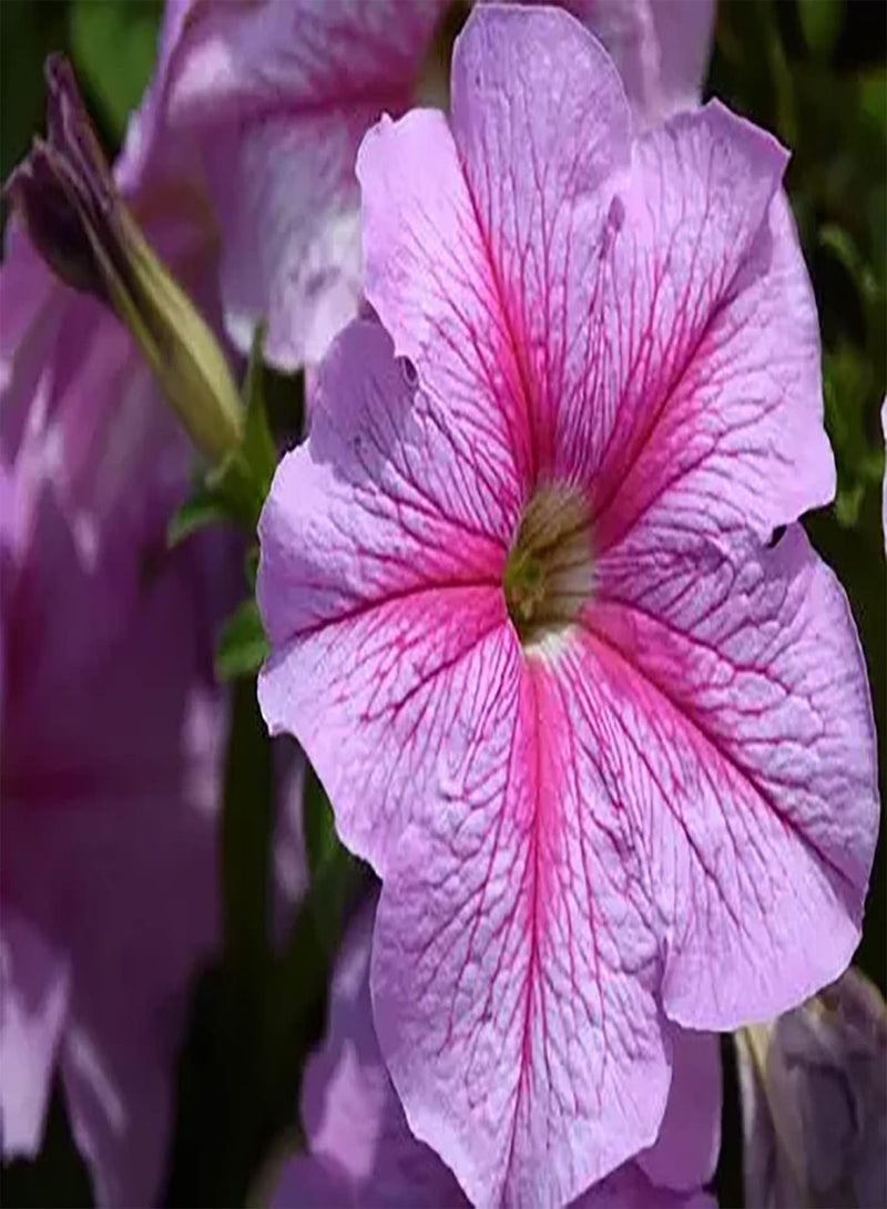 GGOOT 200Stück rosafarbene Petunien Samen schmücken den Gartenhof bezaubernde Landschaft zieht Augäpfel an einfache Pflanze mehrjährig mit dekorativem wirtschaftlichem Wert - Image 2