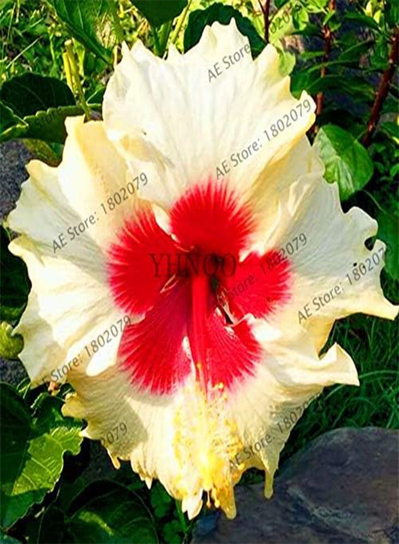 جي جوت بذور زهرة الكركديه المعمرة الجديدة، 105 قطعة، مناسبة للزراعة في الحدائق - Image 1