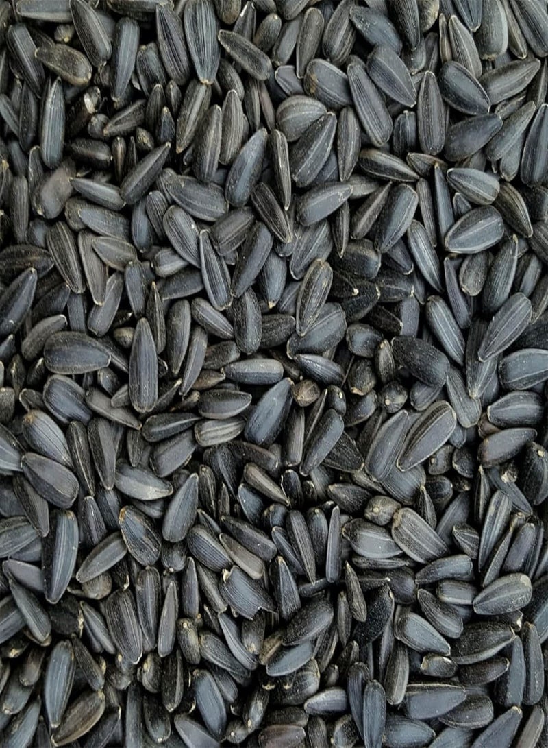 Black Sunflower Seed 20 Seeds Drought Tolerant Heirloom Sunflowers Attracts Butterflies Fast Growing & Maintain