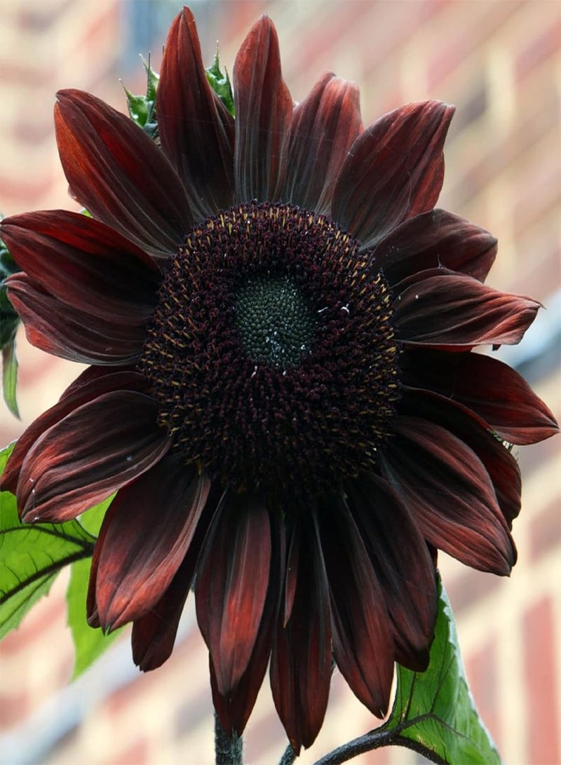 Black Sunflower Seed 20 Seeds Drought Tolerant Heirloom Sunflowers Attracts Butterflies Fast Growing & Maintain