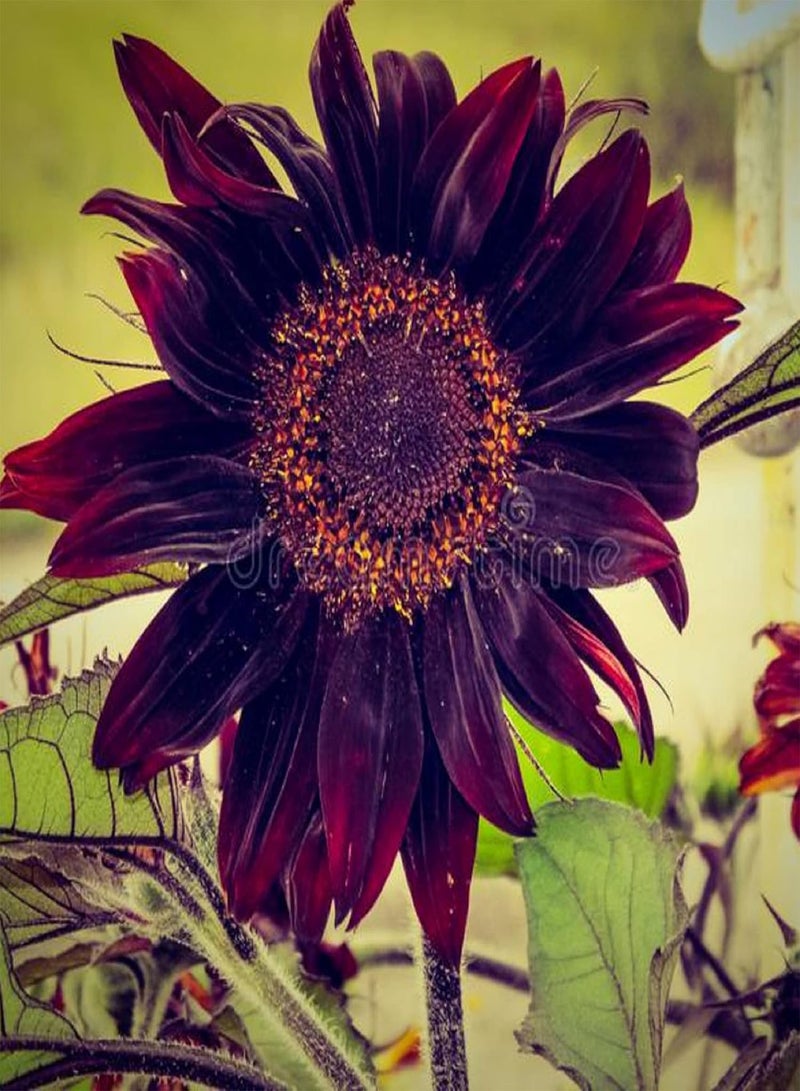 Black Sunflower Seed 20 Seeds Drought Tolerant Heirloom Sunflowers Attracts Butterflies Fast Growing & Maintain