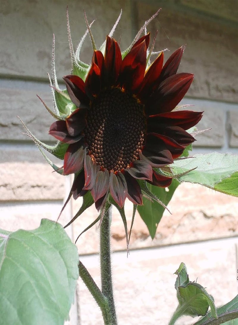 Black Sunflower Seed 20 Seeds Drought Tolerant Heirloom Sunflowers Attracts Butterflies Fast Growing & Maintain