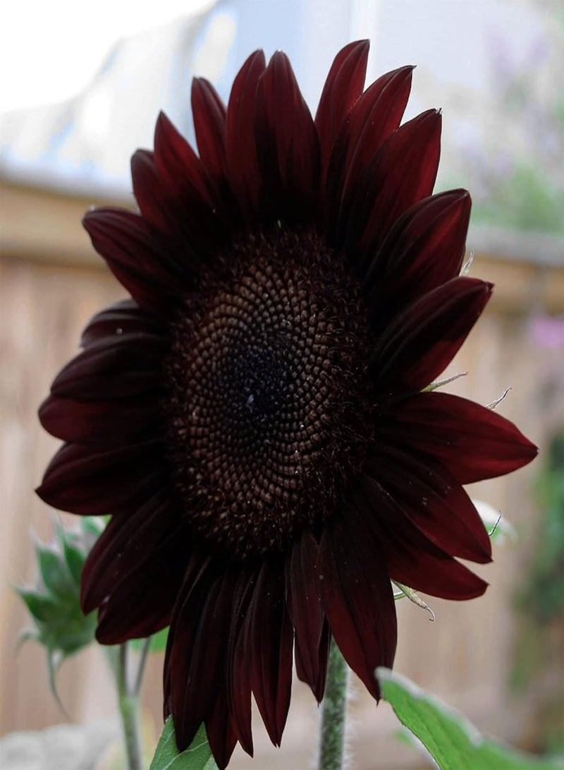 Black Sunflower Seed 20 Seeds Drought Tolerant Heirloom Sunflowers Attracts Butterflies Fast Growing & Maintain