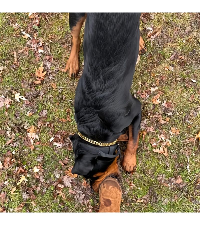 15mm Heavy Duty Stainless Steel Dog Collar Golden Cuban Chain Leash Custom Engraving Adjustable For Small Medium Large Dogs Pet Loss Prevention All Seasons - Image 3