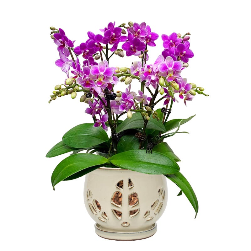 w w W&W Orchid Pot with Holes and Saucer for Repotting and Better Grow, Cream White, 6.5" - Image 1