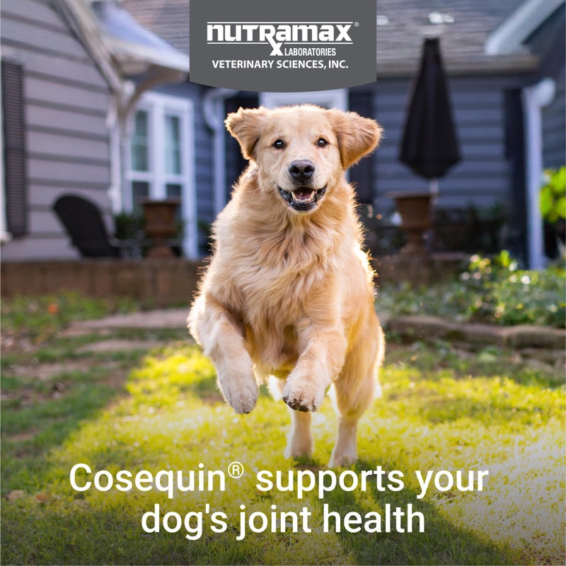 Nutramax Laboratories Cosequin DS Plus MSM Professional Line for Dogs, 60 Soft Chews - Image 3