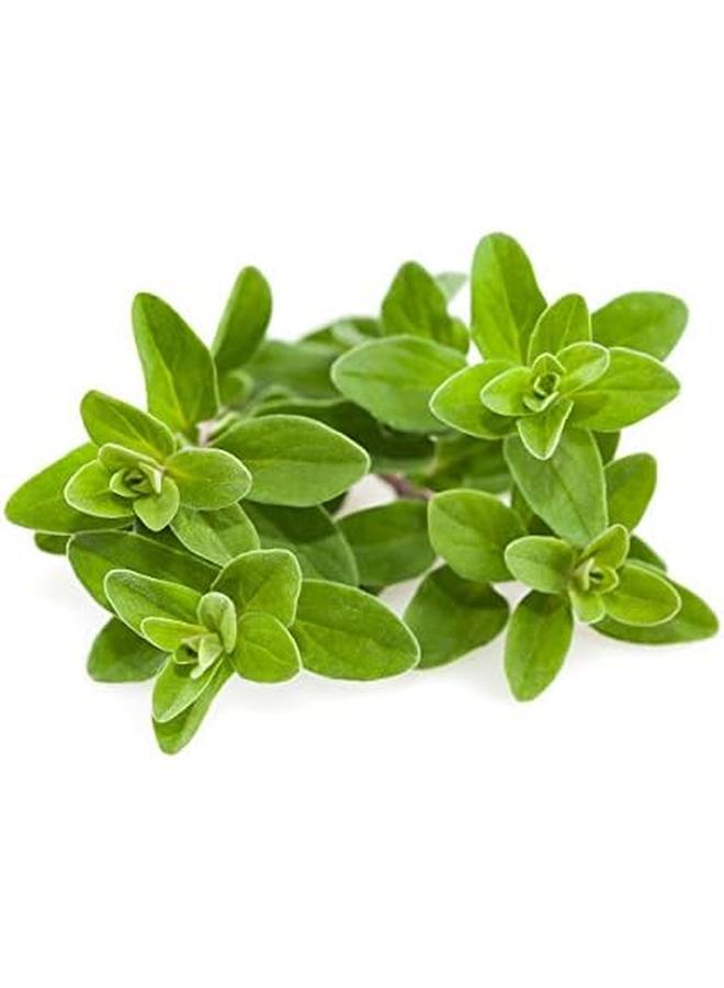 كليك آند جرو مردقوش - Image 2