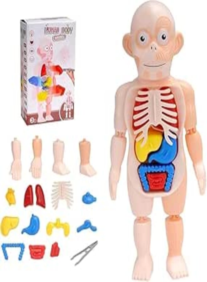 Generic LeeUBestlife 3D Human Body Organ Anatomy Model, 12 Removable Human Organs, Visual Aids for Home Learning DIY Assemble，Science Classroom Demonstration Tools