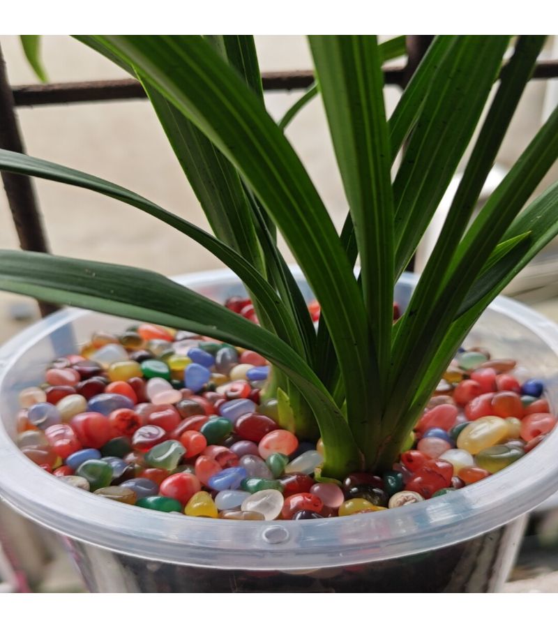 180g Premium Colored Agate Natural Pebbles For Aquarium Decorative Stones Flowerpot Decor Rainbow Small Stones - Image 1