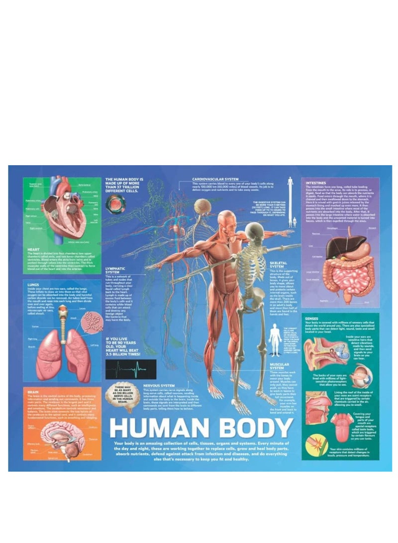 UKR Kids Early Learning Human Body 500 Piece Jigsaw Puzzle - Fun Educational Activity for Children, Students & Classroom Group Learning - Image 2