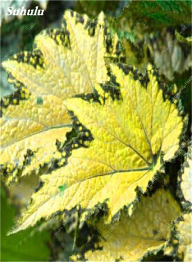 GGOOT 120 PC Del Bello Begonia Seeds Bonsai Flowers in Begonia vase Garden Plants Balcony Coleus Beauty Seeds Your Personal Garden 4: Only Seeds - Image 3