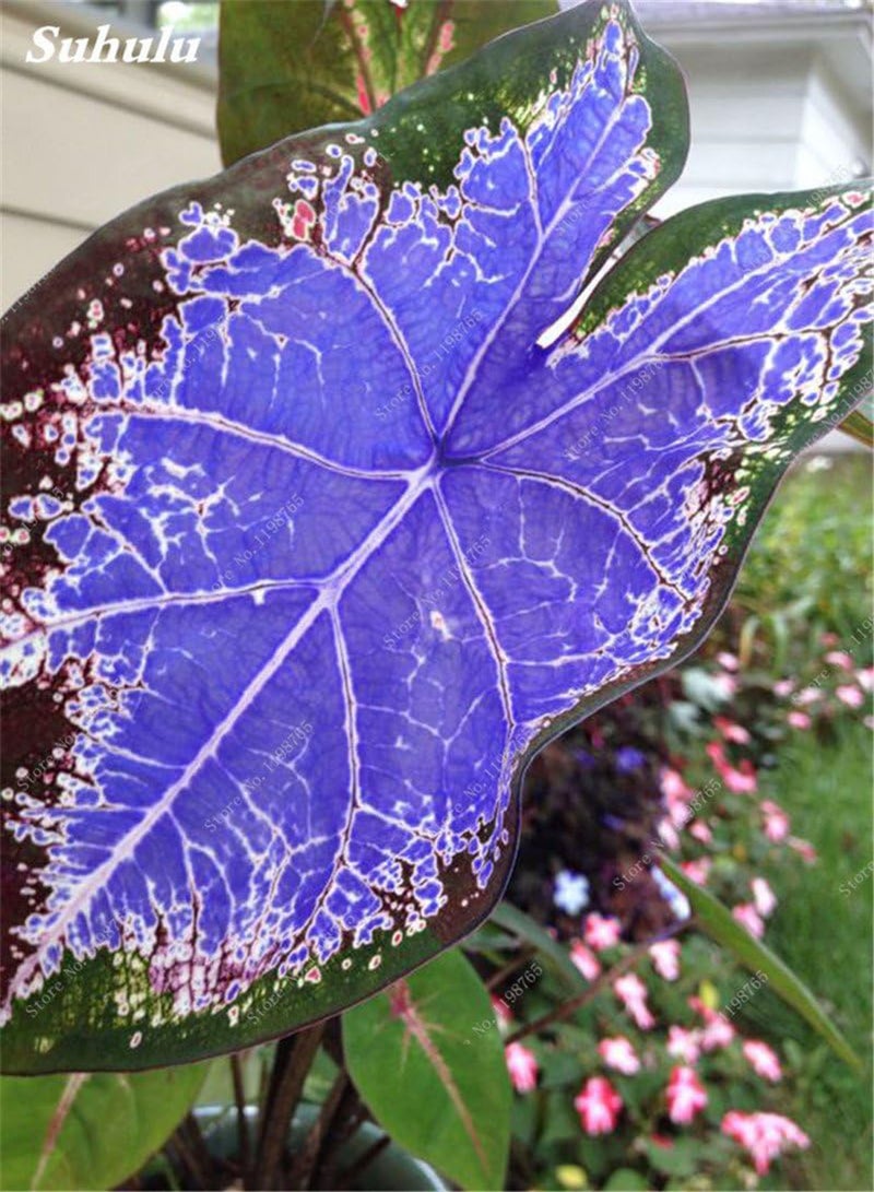 GGOOT 120 PC Del Bello Begonia Seeds Bonsai Flowers in Begonia vase Garden Plants Balcony Coleus Beauty Seeds Your Personal Garden 4: Only Seeds - Image 4