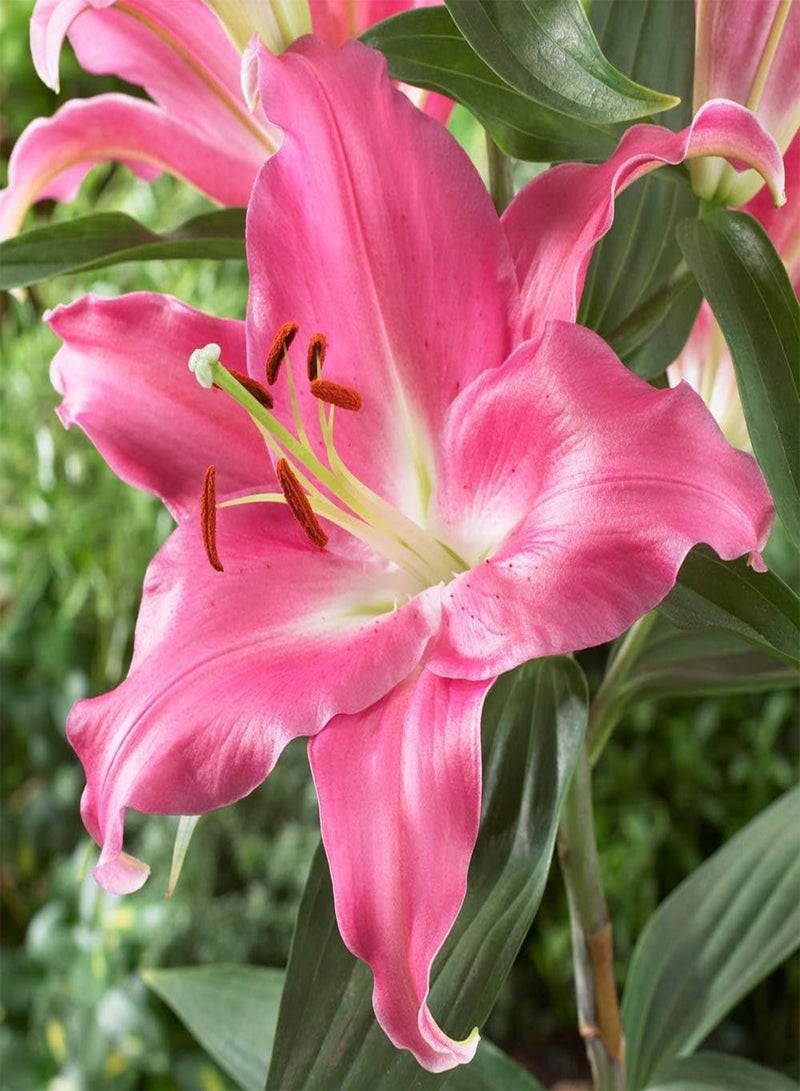 GGOOT Premium Skyscraper Lilies, Selection of 15 seeds, Including Three Each of Five Colours and Varieties, Summer Flowering Tall Lilies, Ready to Plant - Image 2