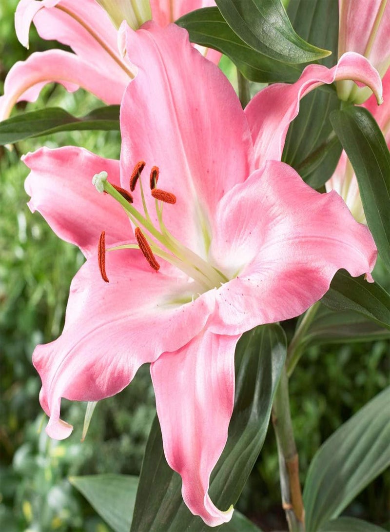 GGOOT Premium Skyscraper Lilies, Selection of 15 seeds, Including Three Each of Five Colours and Varieties, Summer Flowering Tall Lilies, Ready to Plant - Image 5