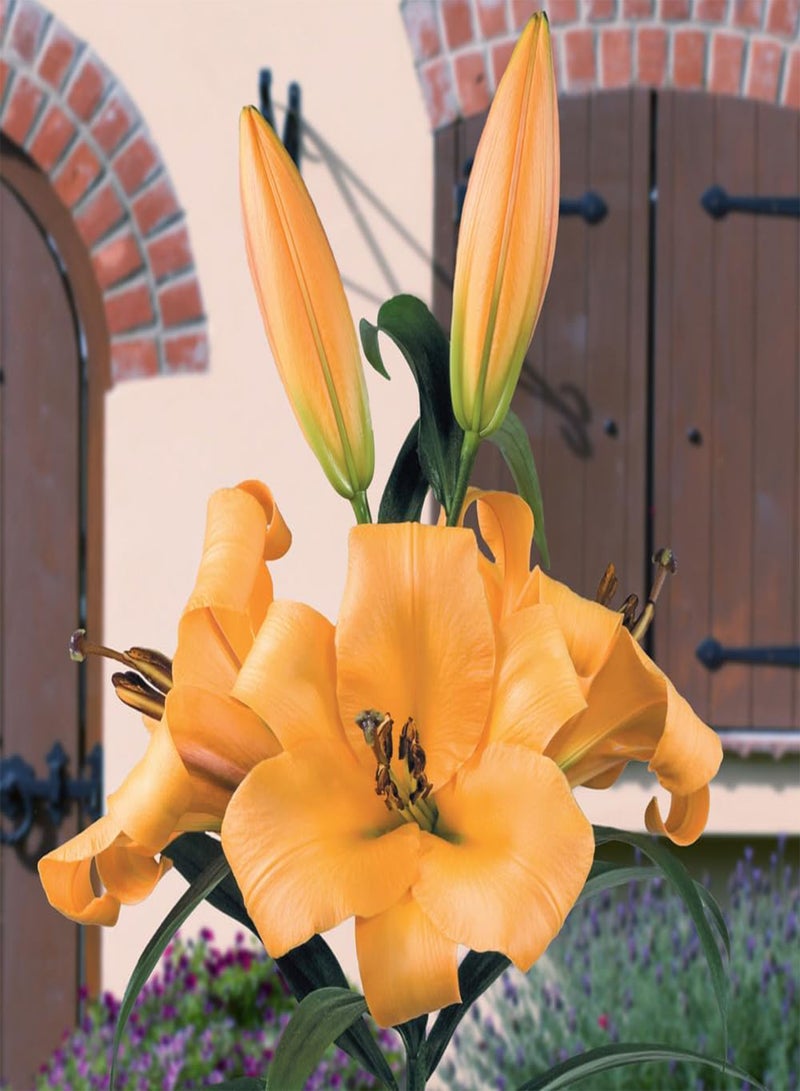 GGOOT Premium Skyscraper Lilies, Selection of 15 seeds, Including Three Each of Five Colours and Varieties, Summer Flowering Tall Lilies, Ready to Plant - Image 3