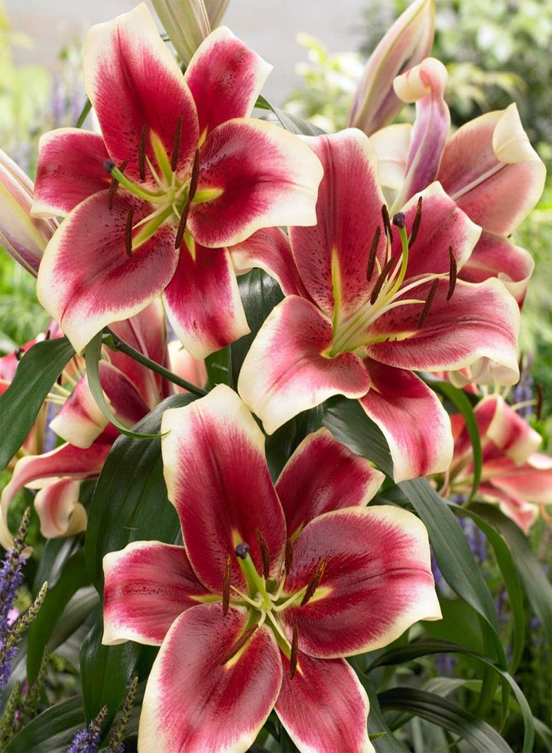 GGOOT Premium Skyscraper Lilies, Selection of 15 seeds, Including Three Each of Five Colours and Varieties, Summer Flowering Tall Lilies, Ready to Plant - Image 4
