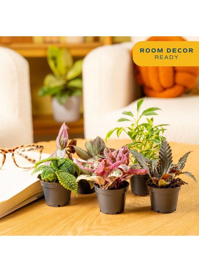Costa Farms Mini Houseplants (6 Pack), Easy Grow Live Indoor House Plants in Nursery Plant Pots, Grower's Choice with Soil Potting Mix, Potted Home Decor Planter or Outdoor Garden Gift, 4-Inches Tall - Image 2