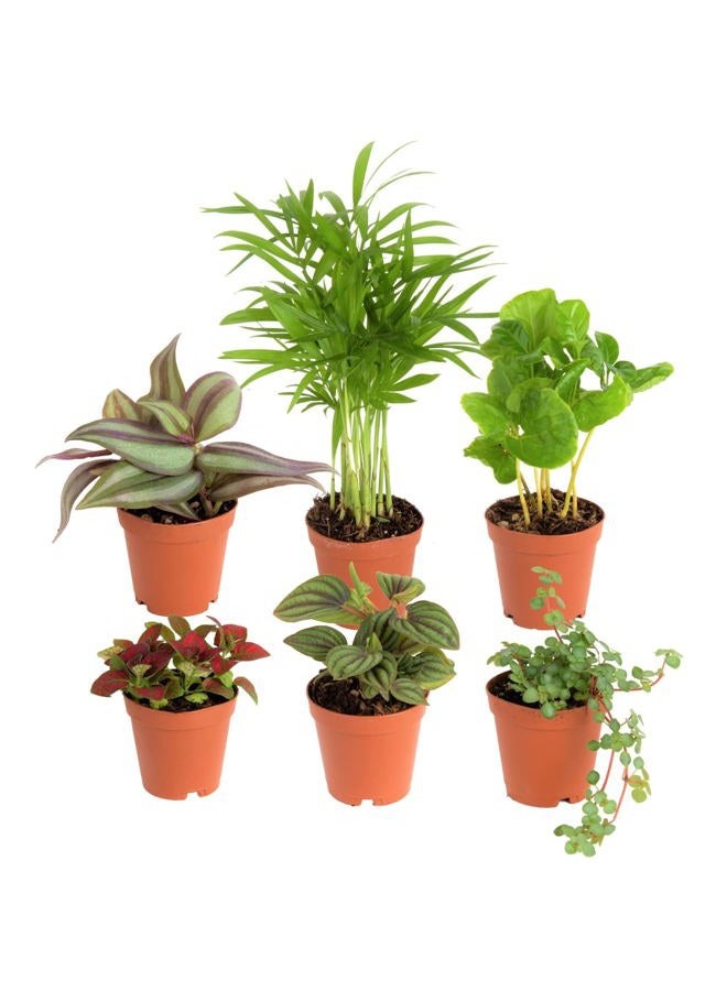 Costa Farms Mini Houseplants (6 Pack), Easy Grow Live Indoor House Plants in Nursery Plant Pots, Grower's Choice with Soil Potting Mix, Potted Home Decor Planter or Outdoor Garden Gift, 4-Inches Tall - Image 1
