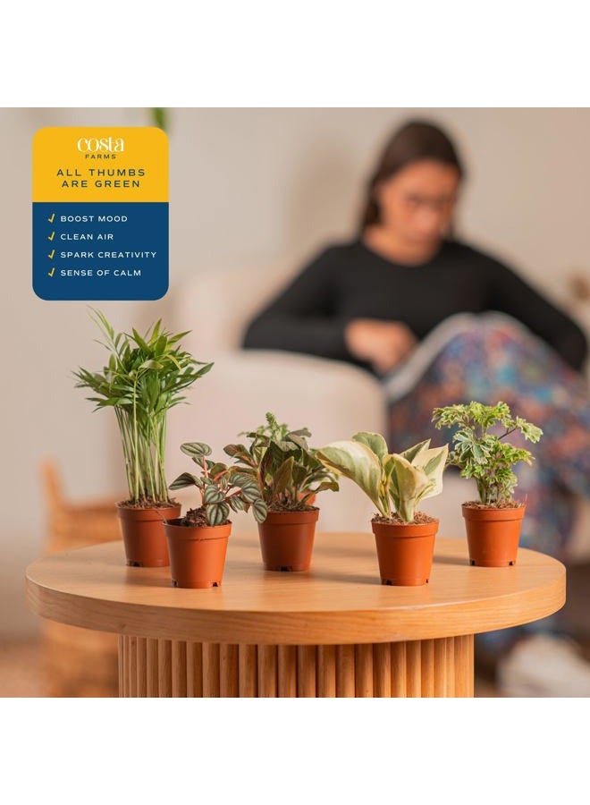 Costa Farms Mini Houseplants (6 Pack), Easy Grow Live Indoor House Plants in Nursery Plant Pots, Grower's Choice with Soil Potting Mix, Potted Home Decor Planter or Outdoor Garden Gift, 4-Inches Tall - Image 5