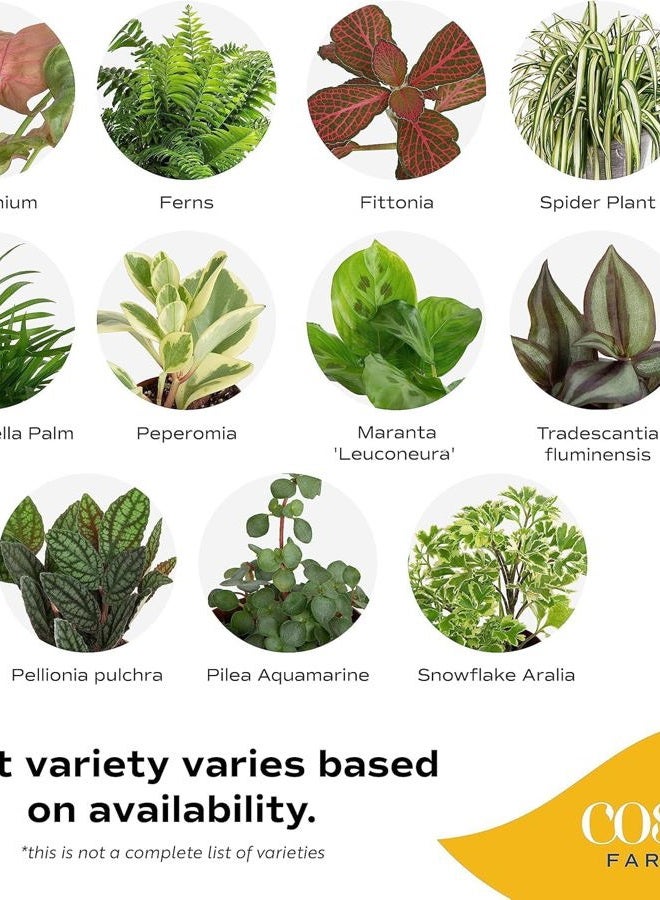 Costa Farms Mini Houseplants (6 Pack), Easy Grow Live Indoor House Plants in Nursery Plant Pots, Grower's Choice with Soil Potting Mix, Potted Home Decor Planter or Outdoor Garden Gift, 4-Inches Tall - Image 3