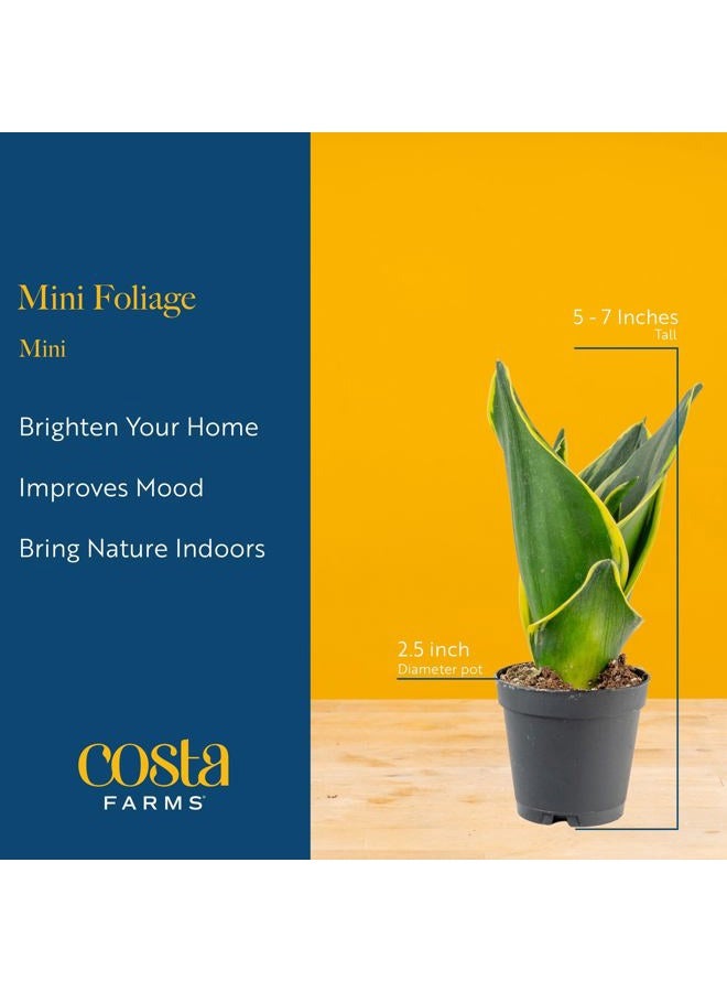 Costa Farms Mini Houseplants (6 Pack), Easy Grow Live Indoor House Plants in Nursery Plant Pots, Grower's Choice with Soil Potting Mix, Potted Home Decor Planter or Outdoor Garden Gift, 4-Inches Tall - Image 4