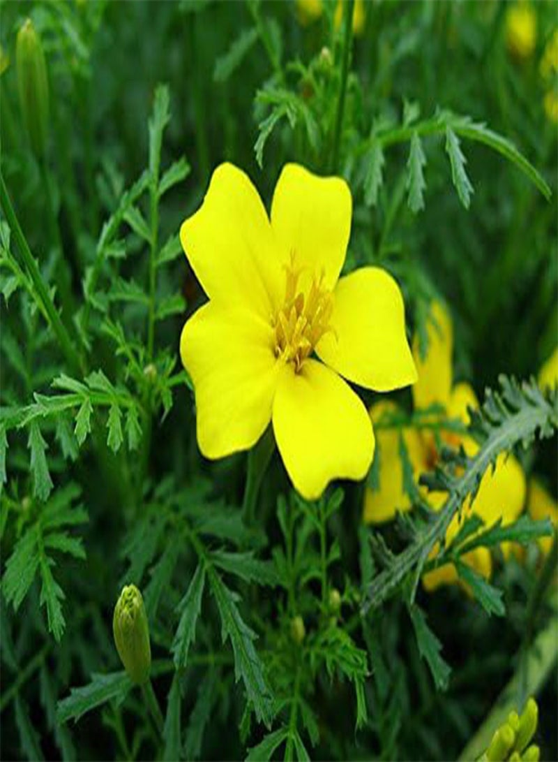 GGOOT Marigold TAGETES - Lemon GEM - 6 Gram ~ Approx 7800 Finest  Bulk - Image 3