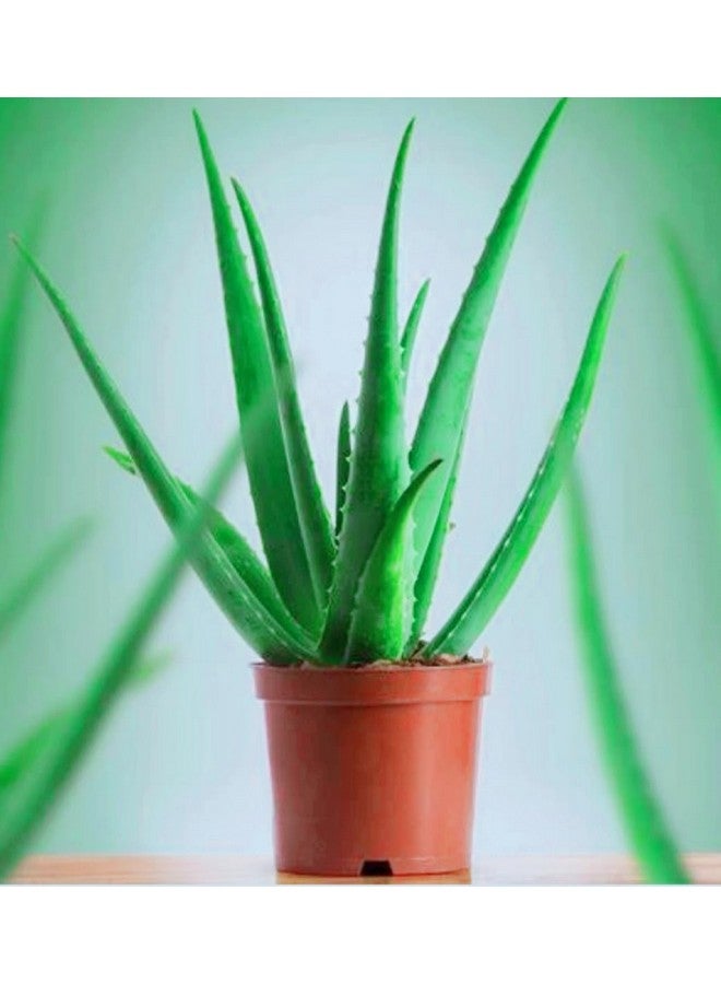 Generic Aloe Vera Plant for Face, Skin & Hair - | For Glowing Skin | For Both Men and Women, (Pack of 2 Pic)  - Image 3
