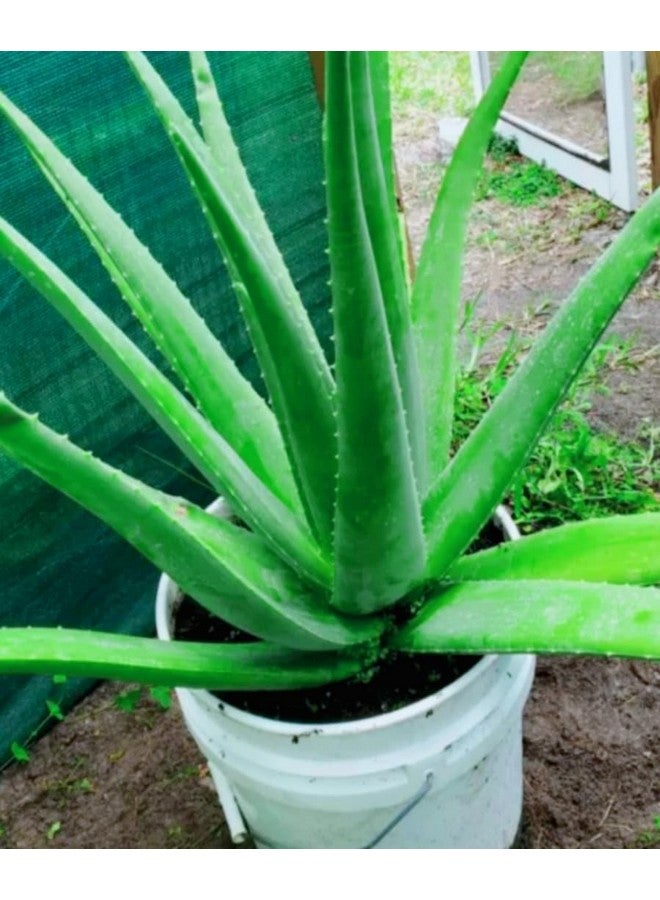 Generic Aloe Vera Plant for Face, Skin & Hair - | For Glowing Skin | For Both Men and Women, (Pack of 2 Pic)  - Image 2