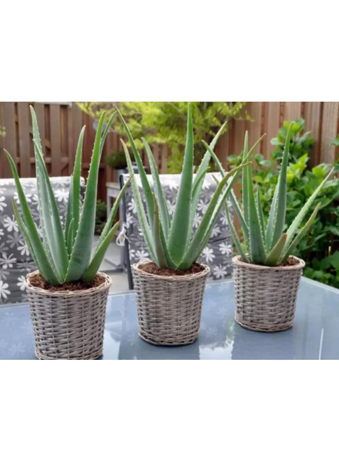 Generic Aloe Vera Plant for Face, Skin & Hair - | For Glowing Skin | For Both Men and Women, (Pack of 2 Pic)  - Image 4