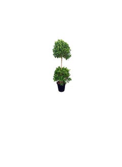 DUBAI GARDEN CENTRE Dubai Garden Centre 2 Head Ficus Panda Outdoor Plant, 250 cm Height, Green  - Image 3