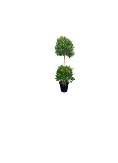 DUBAI GARDEN CENTRE Dubai Garden Centre 2 Head Ficus Panda Outdoor Plant, 250 cm Height, Green  - Image 1
