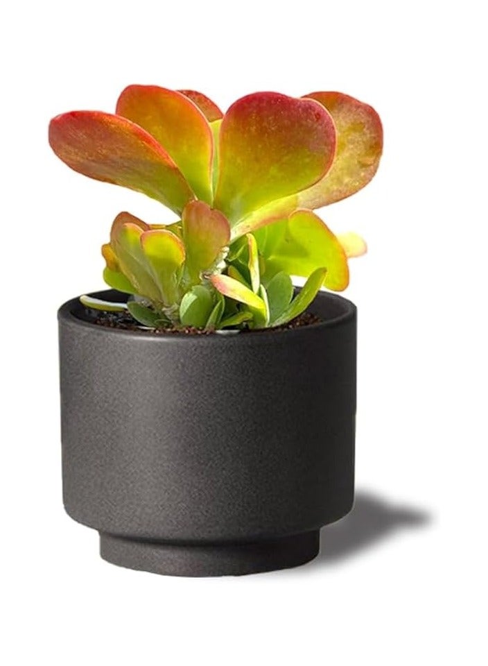 صبار كلانشو خد الجميل - نباتات طبيعية - Image 1