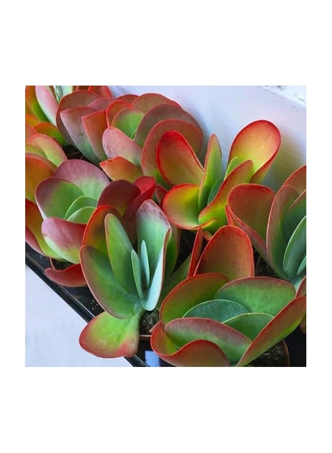 صبار كلانشو خد الجميل - نباتات طبيعية - Image 2