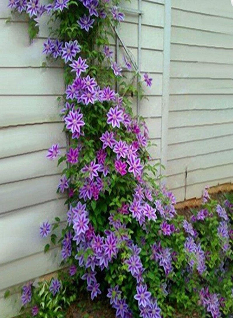 GGOOT Rare 50pcs Clematis Climbing Plants Evergreen, Country Garden Classic, Woodland Vine Hardy Perennial Flower Seeds for terraces, pergolas or conservatories - Image 1