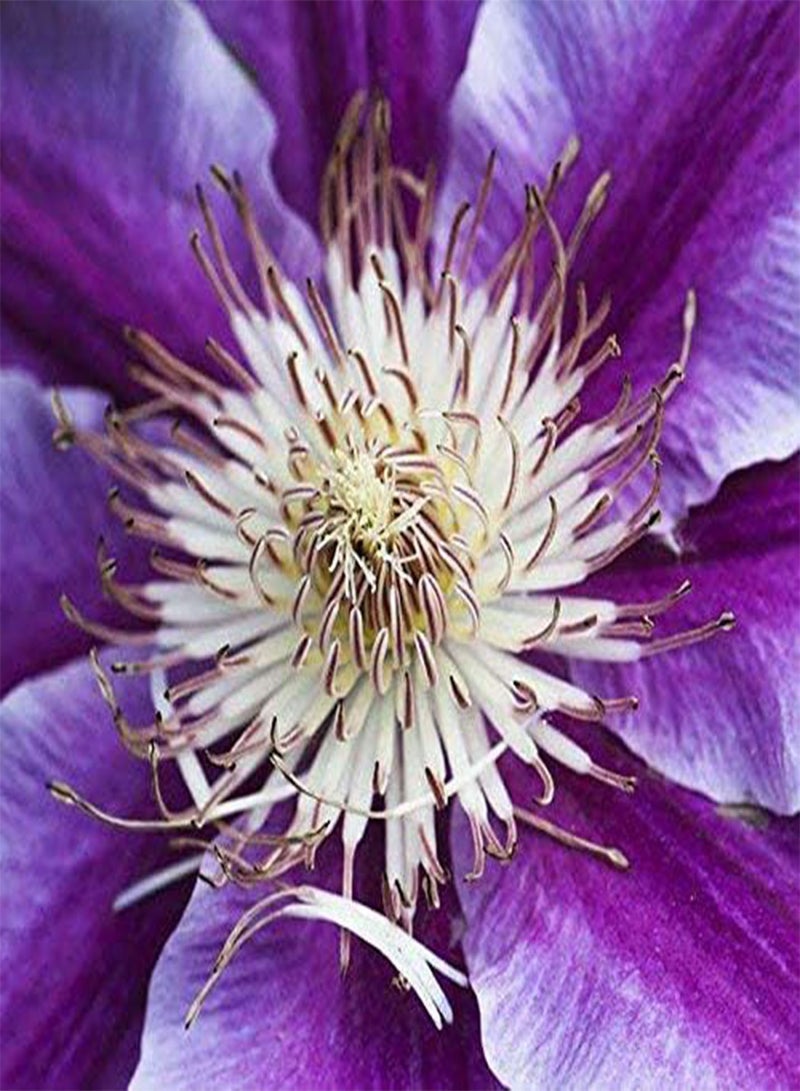 GGOOT Rare 50pcs Clematis Climbing Plants Evergreen, Country Garden Classic, Woodland Vine Hardy Perennial Flower Seeds for terraces, pergolas or conservatories - Image 2