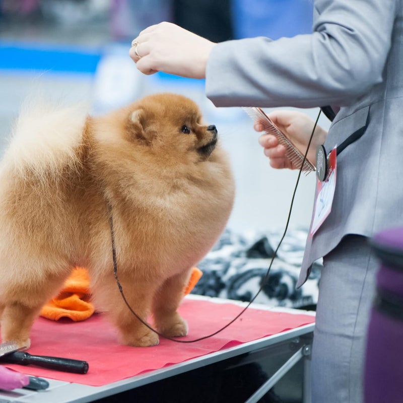 Chris Christensen 000 7.5 in. Greyhound Style Fine/Coarse Colored Butter Comb, Groom Like a Professional, Rounded Corners Prevent Friction and Breakage, Solid Brass with Steel Teeth, Chrome Finish - Image 5