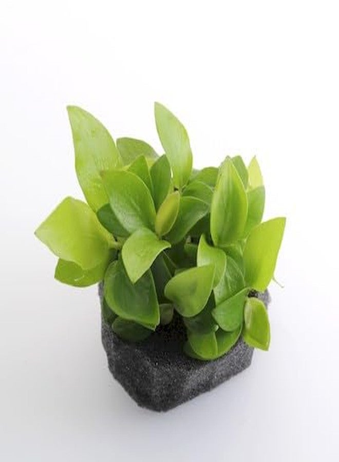 KENKO ANUBIAS GOLD ON ROCK AQUARIUM PLANT