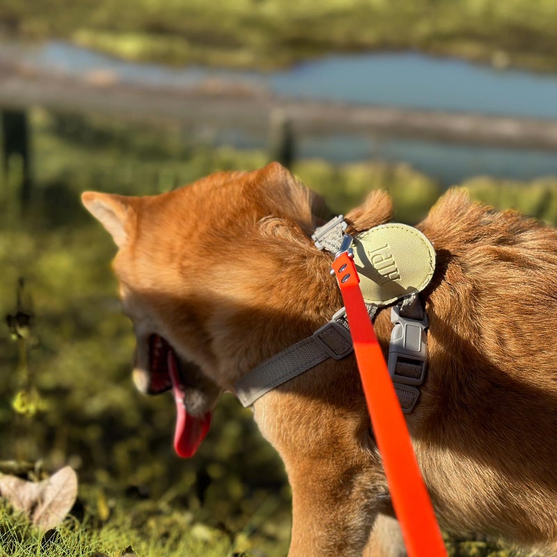 AUMAILI Dog Training Long Leash Waterproof Long Line Heavy Duty Outdoor Recall Lead 10ft 15ft 20ft 30ft 50ft for Small Medium Large Dog (Orange, 10FT) - Image 2
