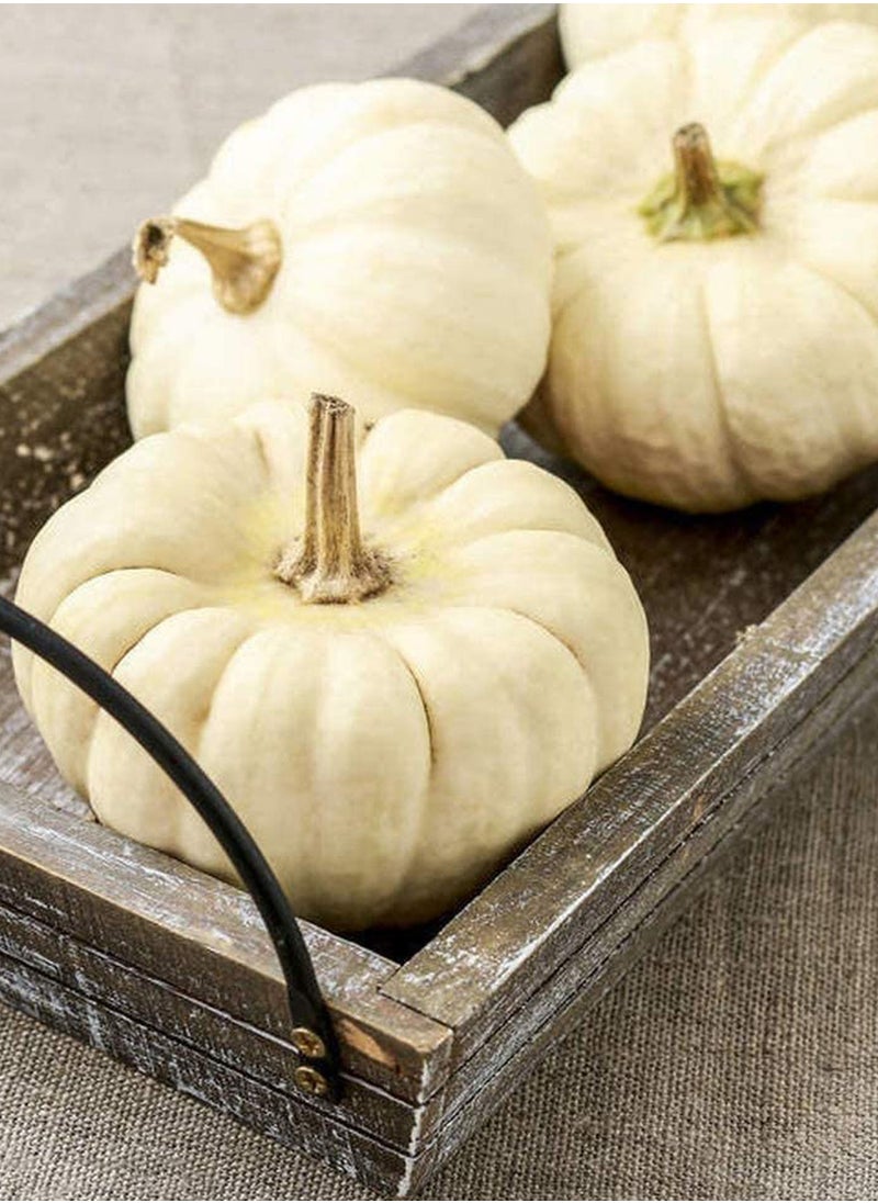 GGOOT - 80pcs Pumpkin Seeds Full of Life Green Health Non-GMO Vegetables - Image 1