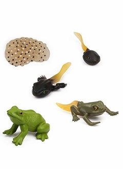 Excefore Frog Toys 5PCS Frog Life Cycle Figures Realistic Frog Life Stages Model Frog Life Cycle Amphibian Learning Toys  - Image 1