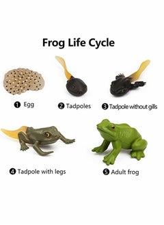 Excefore Frog Toys 5PCS Frog Life Cycle Figures Realistic Frog Life Stages Model Frog Life Cycle Amphibian Learning Toys  - Image 2